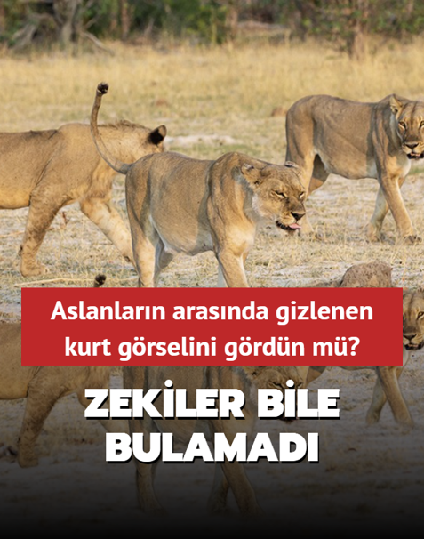 Zeka testi: Aslanlar�n aras�nda gizlenen kurt g�rselini g�rd�n m�? Zekiler bile bulamad�...