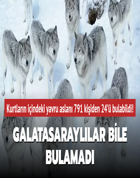 Zeka testi: Kurtlarn iindeki yavru aslan Galatasarayllar bile bulamad! 791 kiiden 24' bulabildi