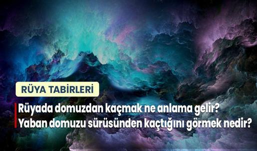 Rüyada Domuzdan Kaçmak Ne Anlama Gelir? Yaban Domuzu Sürüsünden Kaçtığını Görmek Nedir?
