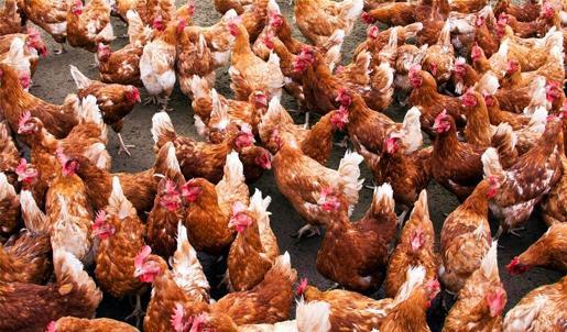 Zeka testi: Tavukların içindeki civcivi gördün mü? 730 kişi denedi 21'i 10 saniyede buldu