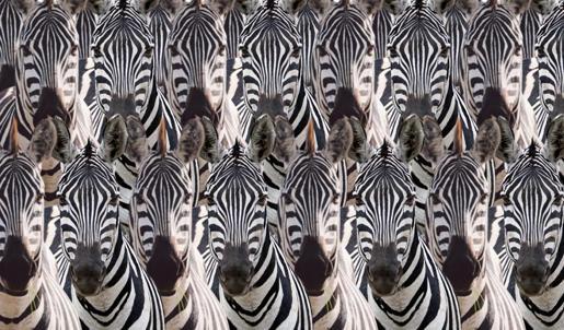 Zeka testi: Zebraların içindeki at nerede? 560 kişi denedi, 21'i 10 saniyede buldu