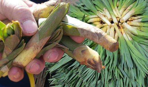 Türkiye'de yetişiyor: Avrupa bu bitkinin peşinde, iltihabı söküp atıyor