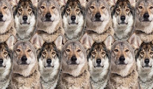 Zeka testi: Kurtların arasındaki kaplanı gördün mü? 590 kişiden 21'i 10 saniyede buldu