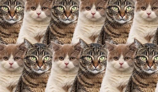 Zeka testi: Kedilerin arasındaki kuşu gördün mü? 7 saniyede 420 kişiden 12'si buldu