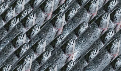 Zeka testi: Balıkların arasındaki kartal nerede? 700 kişiden 21'i başarılı oldu