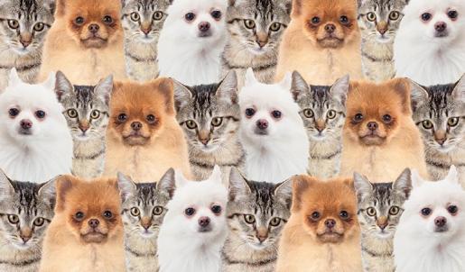 Zeka testi: Kedi ve köpeklerin içindeki kurdu gördün mü? 390 kişiye gösterildi, 12'si başarılı oldu