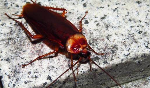 Sıcaklar başladı: Hamam böceklerine dikkat! O haşereler buna geliyorlar...