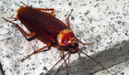 Davetsiz misafir hamam böcekleri! O haşereler buradan geliyor, buna geliyor...