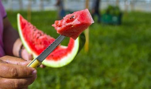 Tatlı, iyi karpuz seçmenin 3 püf noktası! Karpuz seçerken neye dikkat edilir?