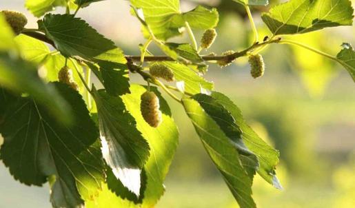 Evliya Çelebi'nin Seyahatnamesi'nde yer alıyor: Kabızlık için birebir