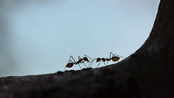 evde karıncadan nasıl kurtuluruz