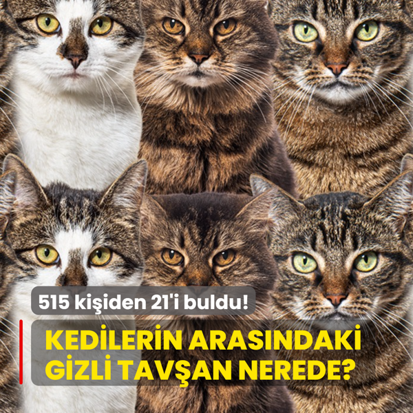 Zeka testi: Kedilerin aras�nda gizlenen tav�an nerede? 515 ki�iden 21'i 7 saniyede buldu