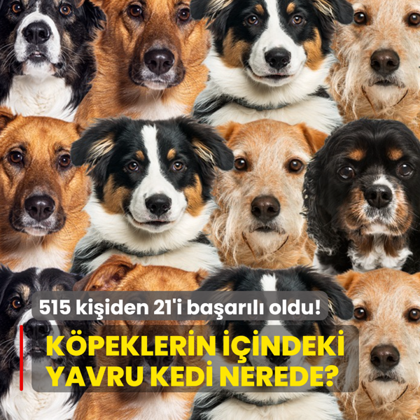 Zeka testi: �ok say�da k�pek var! Yavru kedi nerede? 515 ki�iden 21'i ba�ar�l� oldu