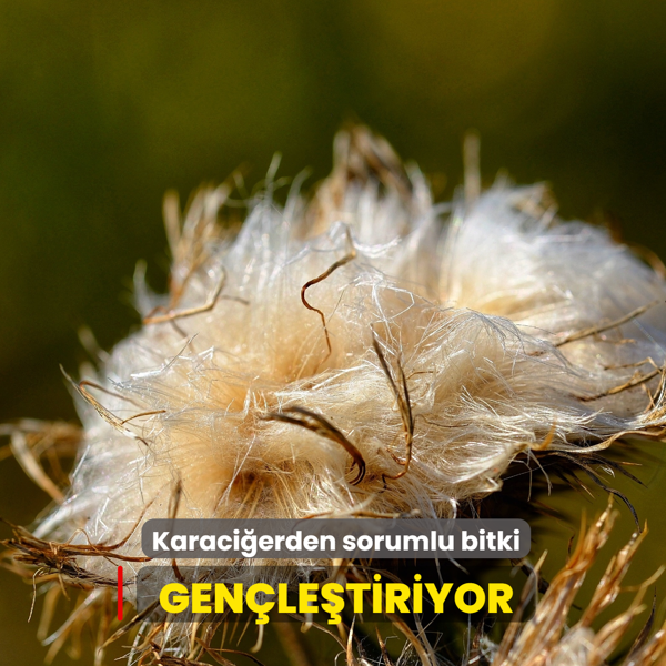 Karaci�erden sorumlu bitki: Gen�le�tiriyor, g�zelle�tiriyor