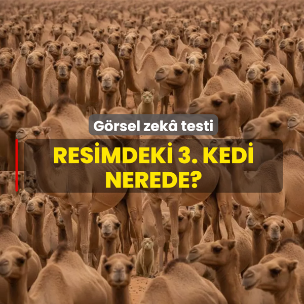 G�rsel zek� testi: Milyonlarca deve aras�na gizlenen 3. kediyi 5 saniyede bulabilir misin?