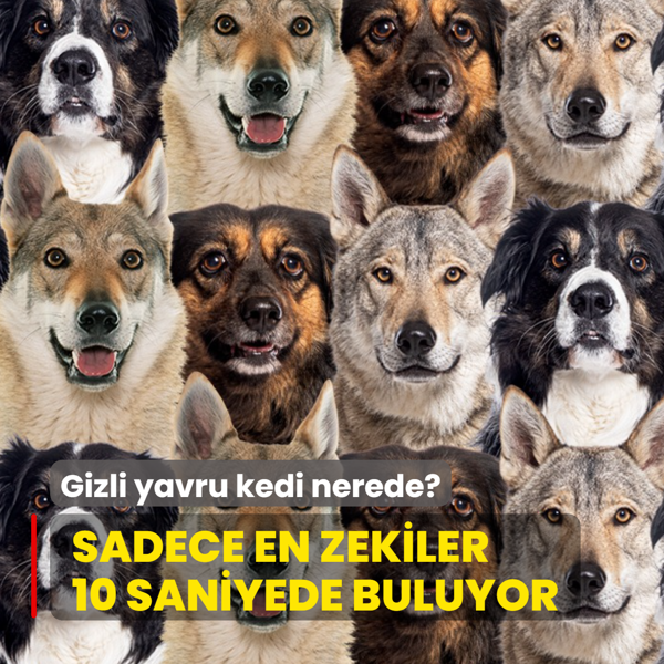 Zeka testi: Sakl� yavru kedi nerede? Sadece en zekiler 10 saniyede buluyor