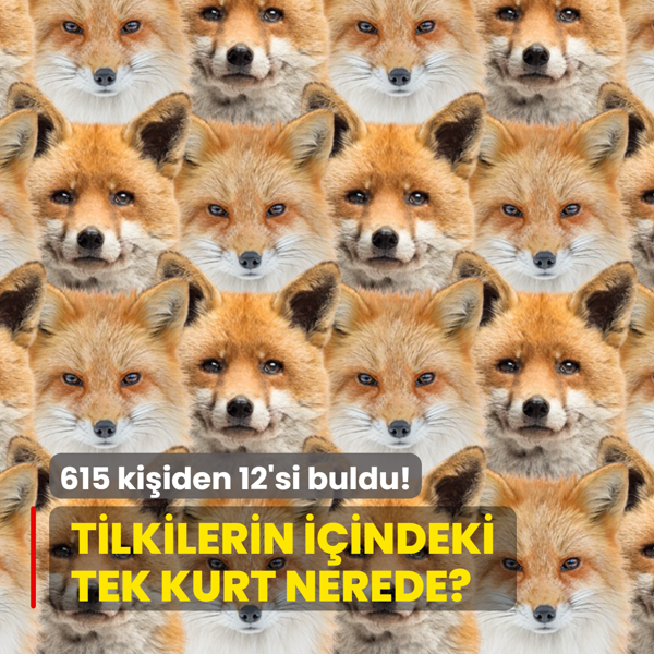 Zeka testi: Tilkilerin i�indeki tek kurt nerede? 615 ki�i denedi 12'si ba�ar�l� oldu