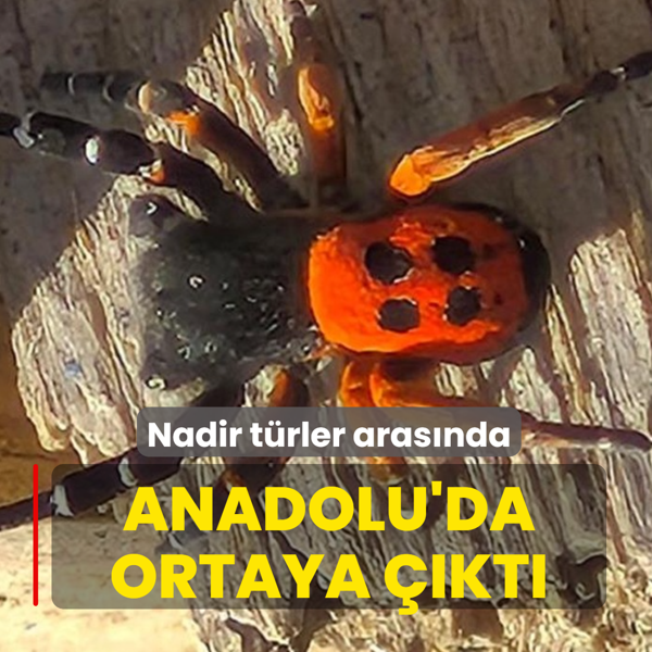 Akdeniz ve Orta Asya'n�n nadir t�rleri aras�nda! Anadolu'da ortaya ��kt�