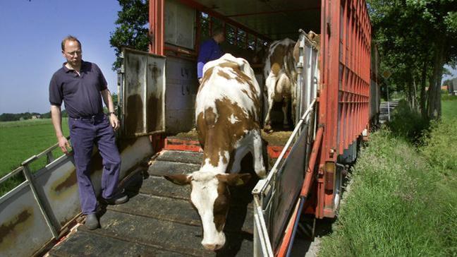 AB ve ABD sığır eti ithalatı müzakerelerine başlayacak