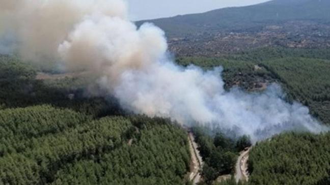 Bodrum ve Milas'ta orman yangını