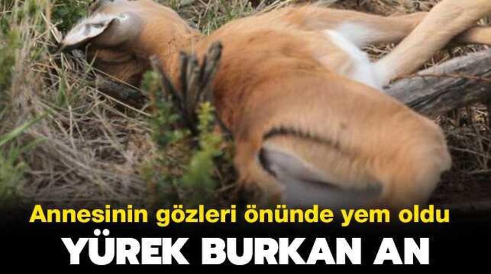 Annesinin g�zleri �n�nde y�lana yem oldu